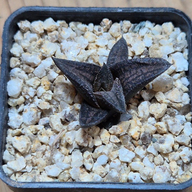 VVG38281 Haworthia ‘Sugriva’ cutting - Image 2