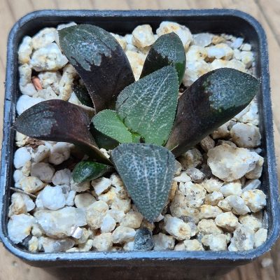 VVG38282 Haworthia bayeri -Japan-