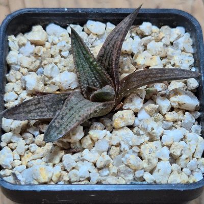 VVG38283  Haworthia ‘Boros’ cutting