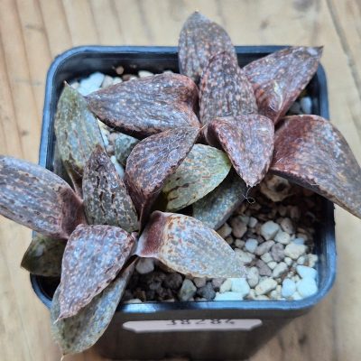 VVG38284 Haworthia picta -Japan- 2 plants seedling