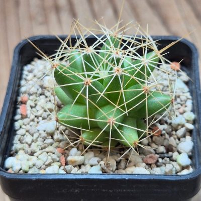 VVG38285 Mammillaria longimamma seedling