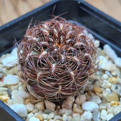 VVG38286 Sulcorebutia crispata B12 clon6  seedling