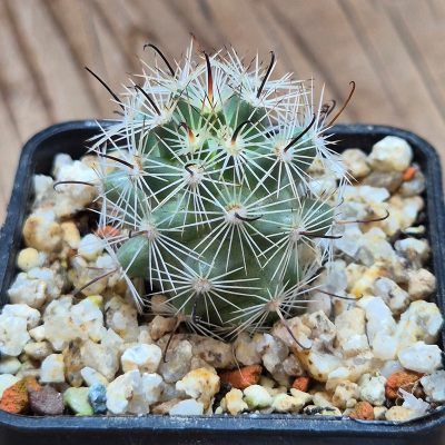 VVG38287 Mammillaria boolii seedling