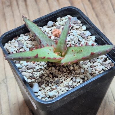 VVG38288 Aloe castilloniae seedling