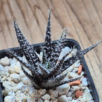 VVG38289 Aloe haworthioides -Select form-