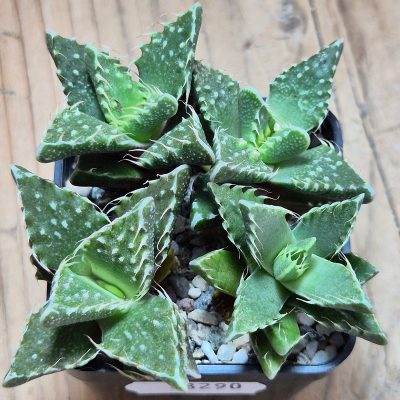 VVG38290 Faucaria tuberculosa 4 plants seedling