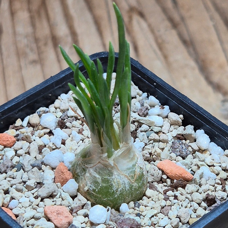 VVG38291 Ornithogalum lithopsoides