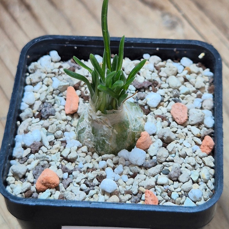VVG38291 Ornithogalum lithopsoides - Image 2