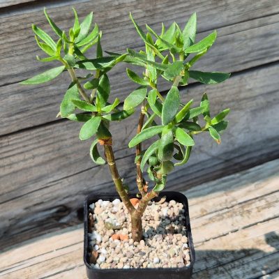 VVG38292  Crassula sarcocaulis
