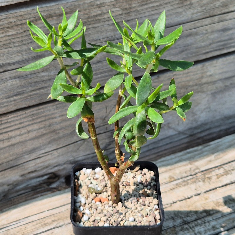 VVG38292 Crassula sarcocaulis