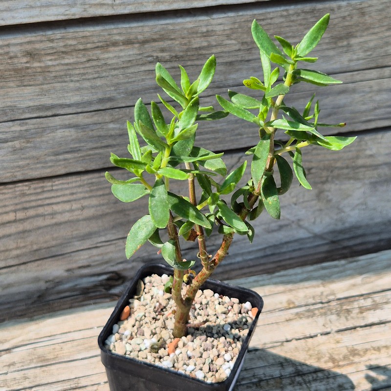 VVG38292 Crassula sarcocaulis - Image 2