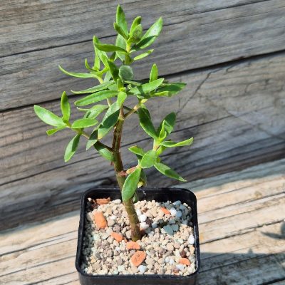 VVG38293  Crassula sarcocaulis