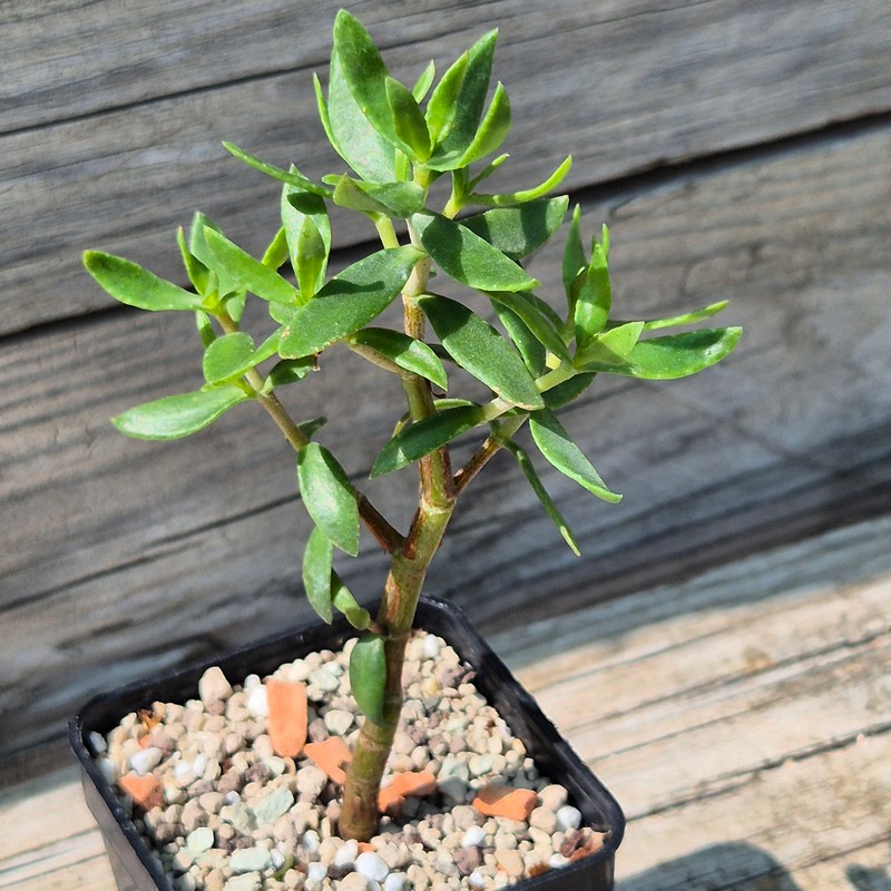VVG38293 Crassula sarcocaulis - Image 2