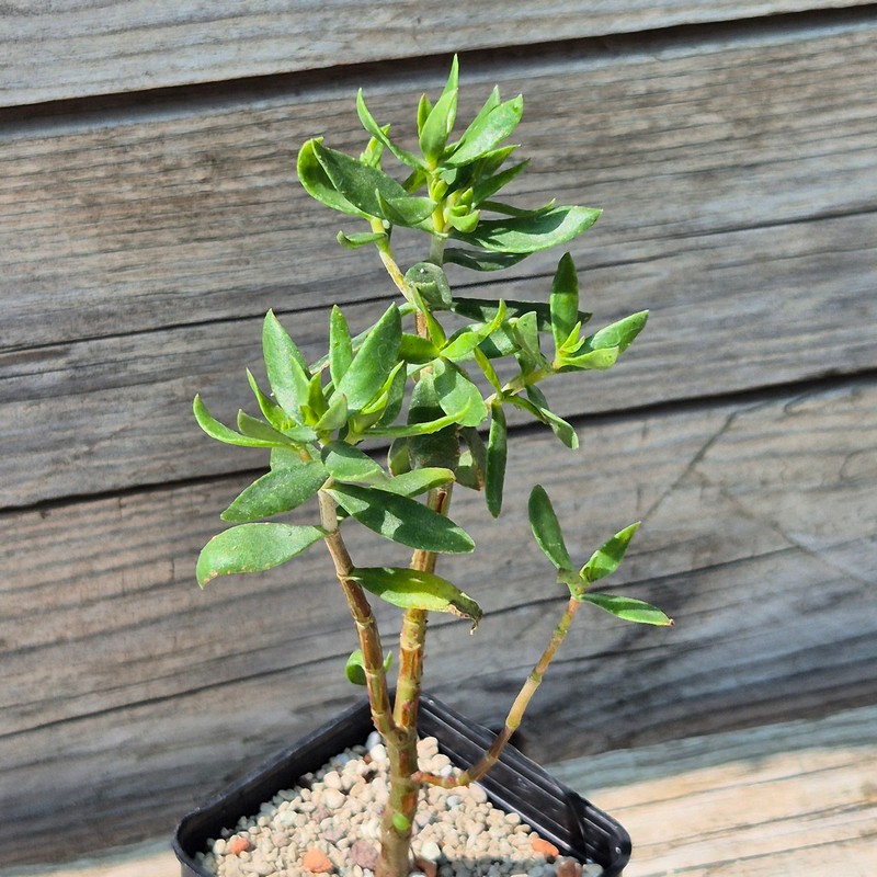 VVG38294 Crassula sarcocaulis
