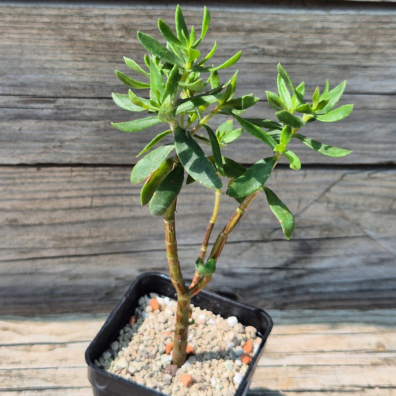 VVG38294 Crassula sarcocaulis - Image 2
