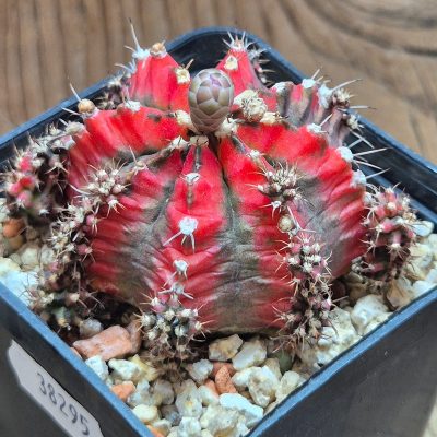 VVG38295 Gymnocalycium mihanovichii ‘Multicolor’