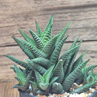 VVG38296 Haworthia nigra x fasciata