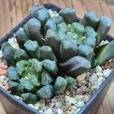 VVG38297 Haworthia maughanii x schultiana x retusa x comptoniana