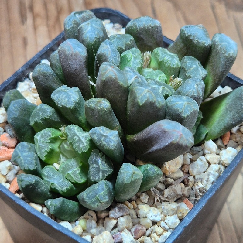 VVG38297 Haworthia maughanii x schultiana x retusa x comptoniana