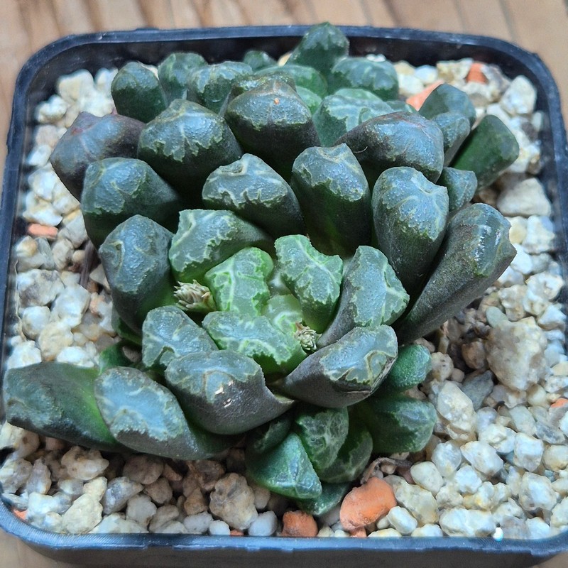 VVG38297 Haworthia maughanii x schultiana x retusa x comptoniana - Image 2