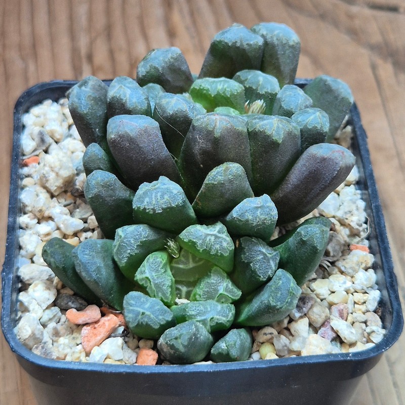 VVG38297 Haworthia maughanii x schultiana x retusa x comptoniana - Image 3