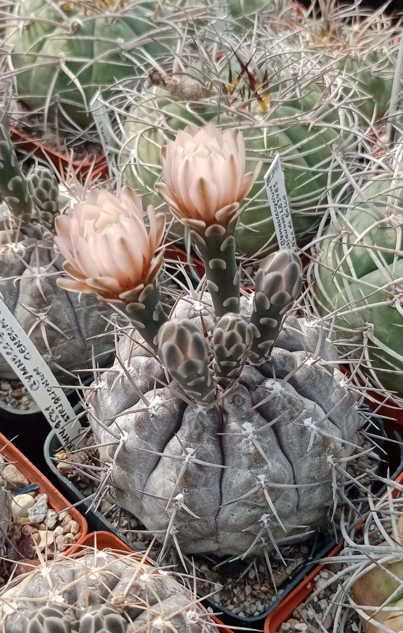 LOT1154 20 seeds/20 СЕМЕНА Gymnocalycium striglianum v. aeneum VG 408 - Image 3