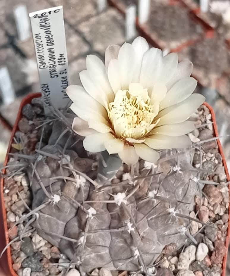 LOT1154 20 seeds/20 СЕМЕНА Gymnocalycium striglianum v. aeneum VG 408 - Image 2