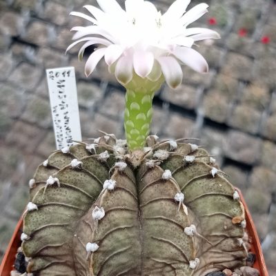 LOT1155 20 seeds/20 СЕМЕНА Gymnocalycium friedrichii. var. angustostriatum. VoS 01-014a