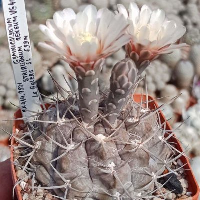 LOT1154 20 seeds/20 СЕМЕНА Gymnocalycium striglianum v. aeneum VG 408