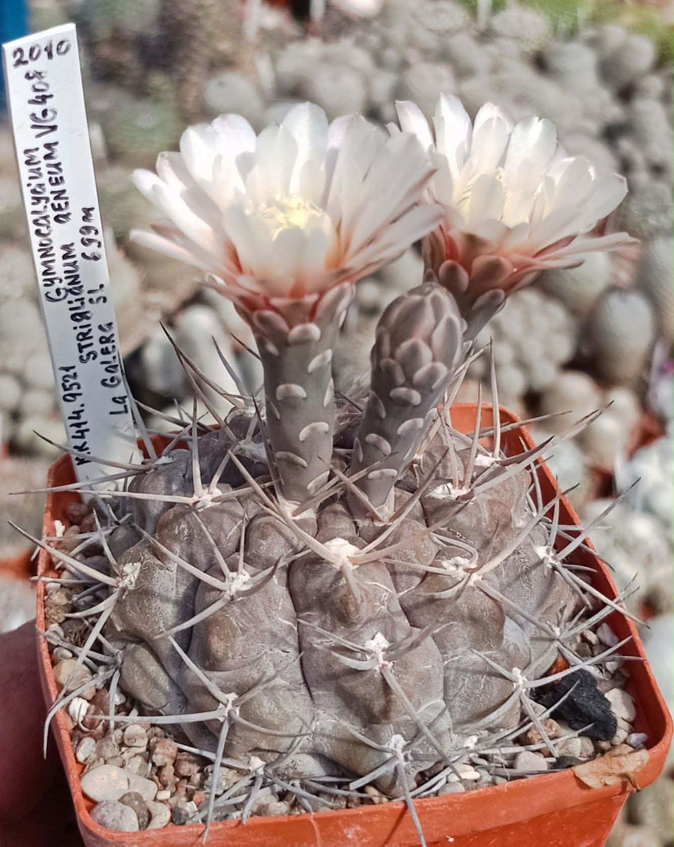 LOT1154 20 seeds/20 СЕМЕНА Gymnocalycium striglianum v. aeneum VG 408
