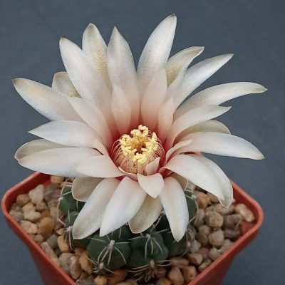LOT1153 20 seeds/20 СЕМЕНА Gymnocalycium campestre KLA18a