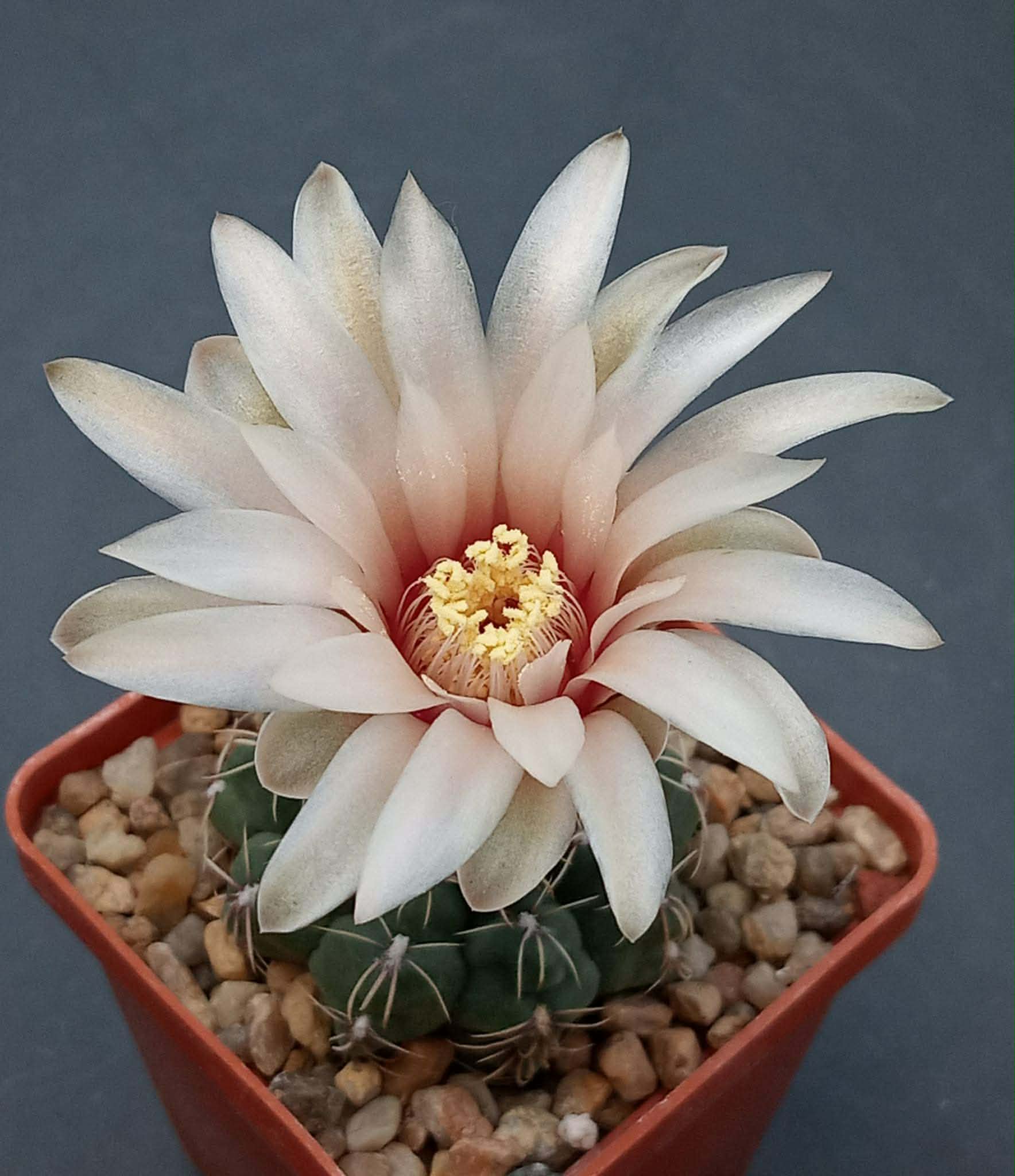 LOT1153 20 seeds/20 СЕМЕНА Gymnocalycium campestre KLA18a