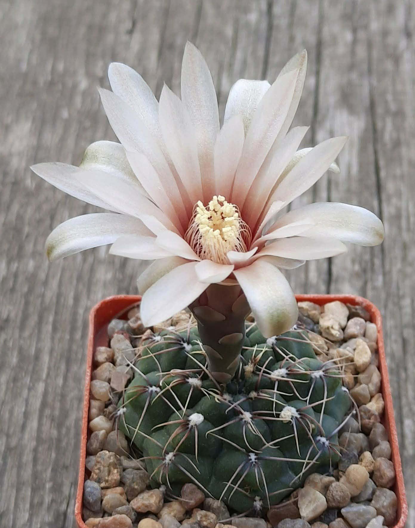 LOT1153 20 seeds/20 СЕМЕНА Gymnocalycium campestre KLA18a - Image 2