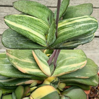 LOT1156 10 SEEDS/10СЕМЕНА Gasteria glomerata f.variegata x Gasteria glomerata hybrid variegata