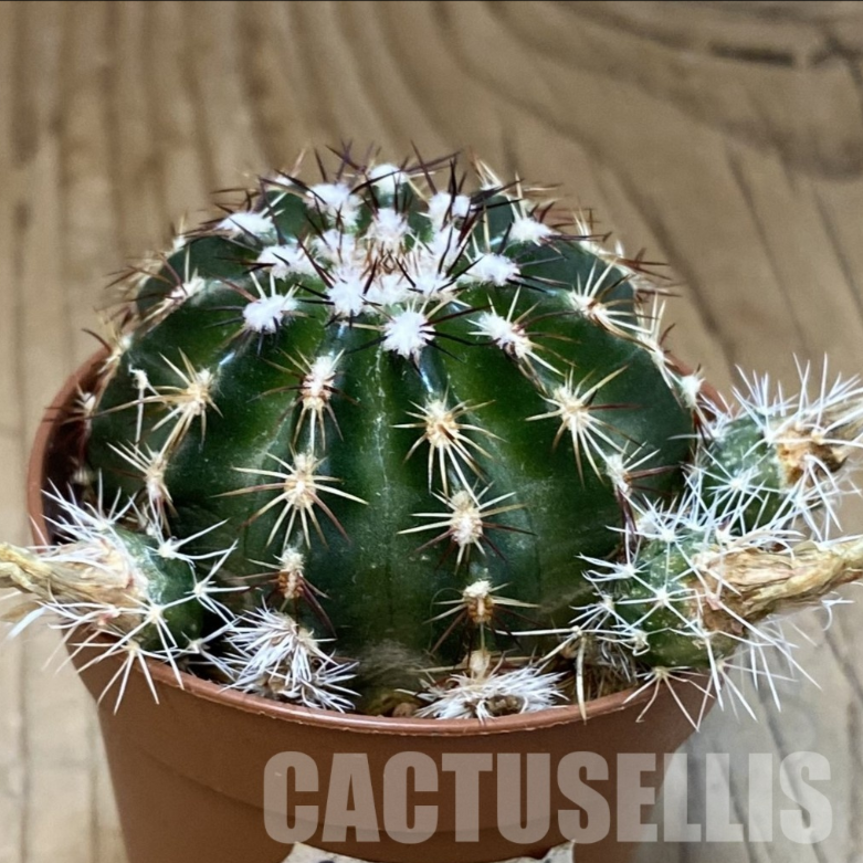 LOT1180 20 SEEDS/20 СЕМЕНА Echinocereus viridiflorus harvest 2026 - Image 2