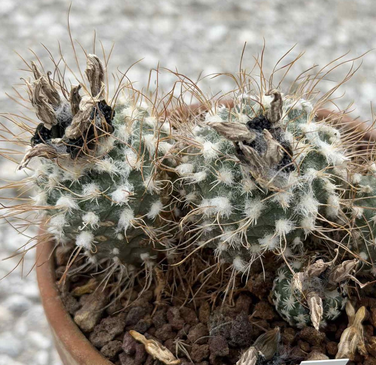LOT1160 20 seeds/20 СЕМЕНА Turbinicarpus pseudomacrochele ssp. heliae RS 504B harvest 2026 - Image 2