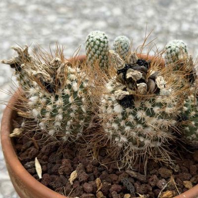 LOT1160 20 seeds/20 СЕМЕНА Turbinicarpus pseudomacrochele ssp. heliae RS 504B harvest 2026