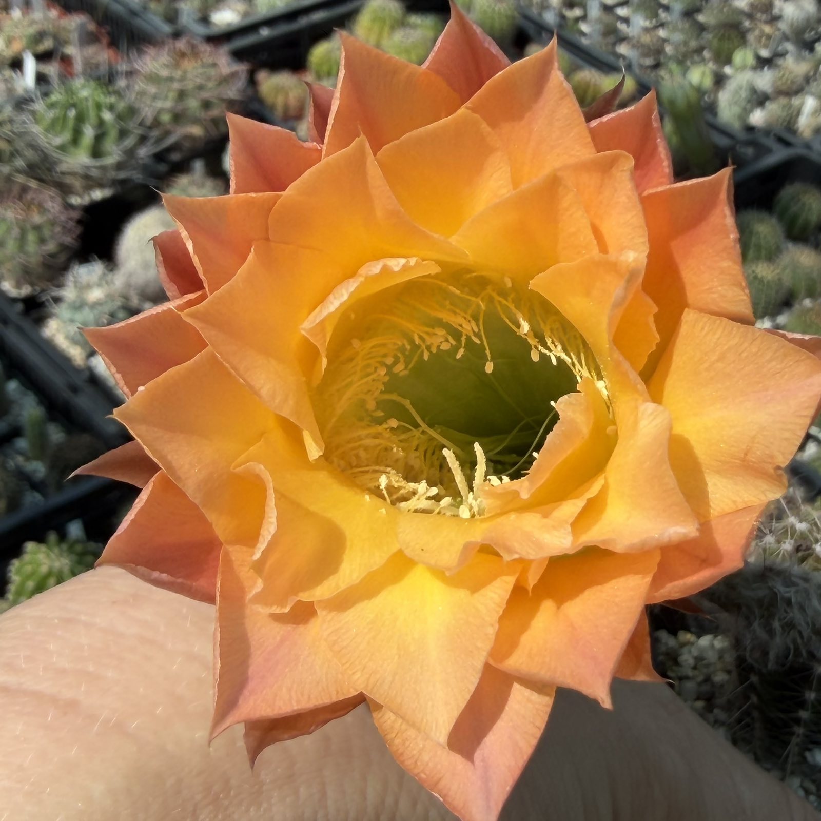 LOT1185 20 SEEDS/20 СЕМЕНА Echinopsis hybrid mix 2026 - Зображення 2