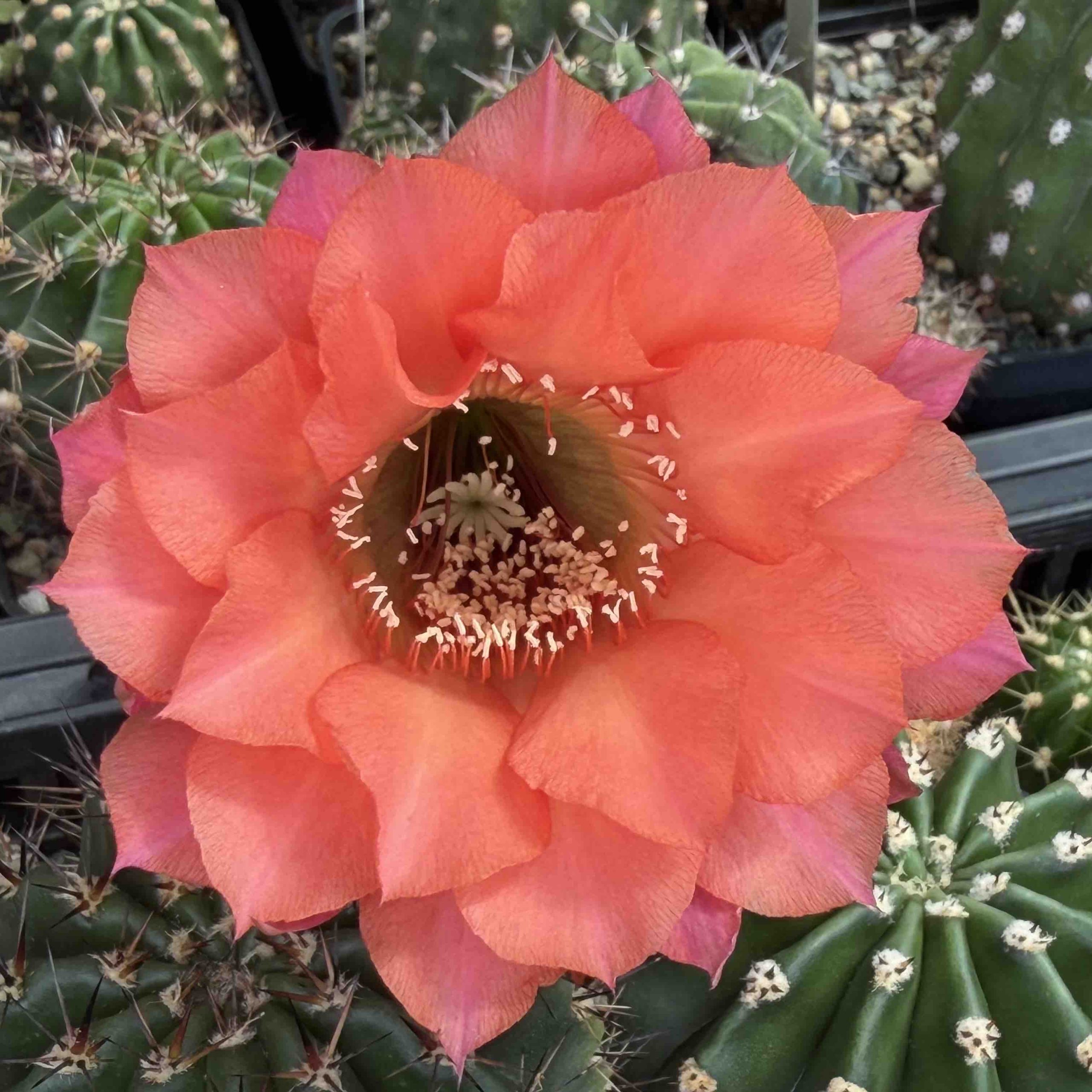 LOT1185 20 SEEDS/20 СЕМЕНА Echinopsis hybrid mix 2026 - Зображення 3