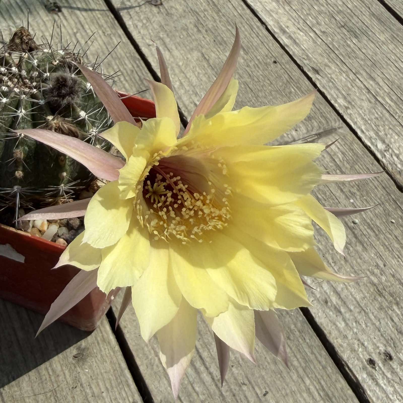 LOT1185 20 SEEDS/20 СЕМЕНА Echinopsis hybrid mix 2026 - Зображення 4
