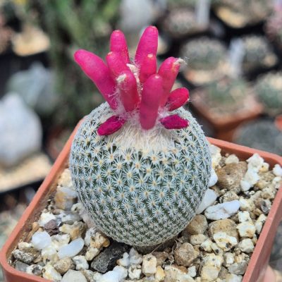 LOT1158 10 seeds/10 СЕМЕНА Epithelantha micromeris Lau 737 harvest 2026