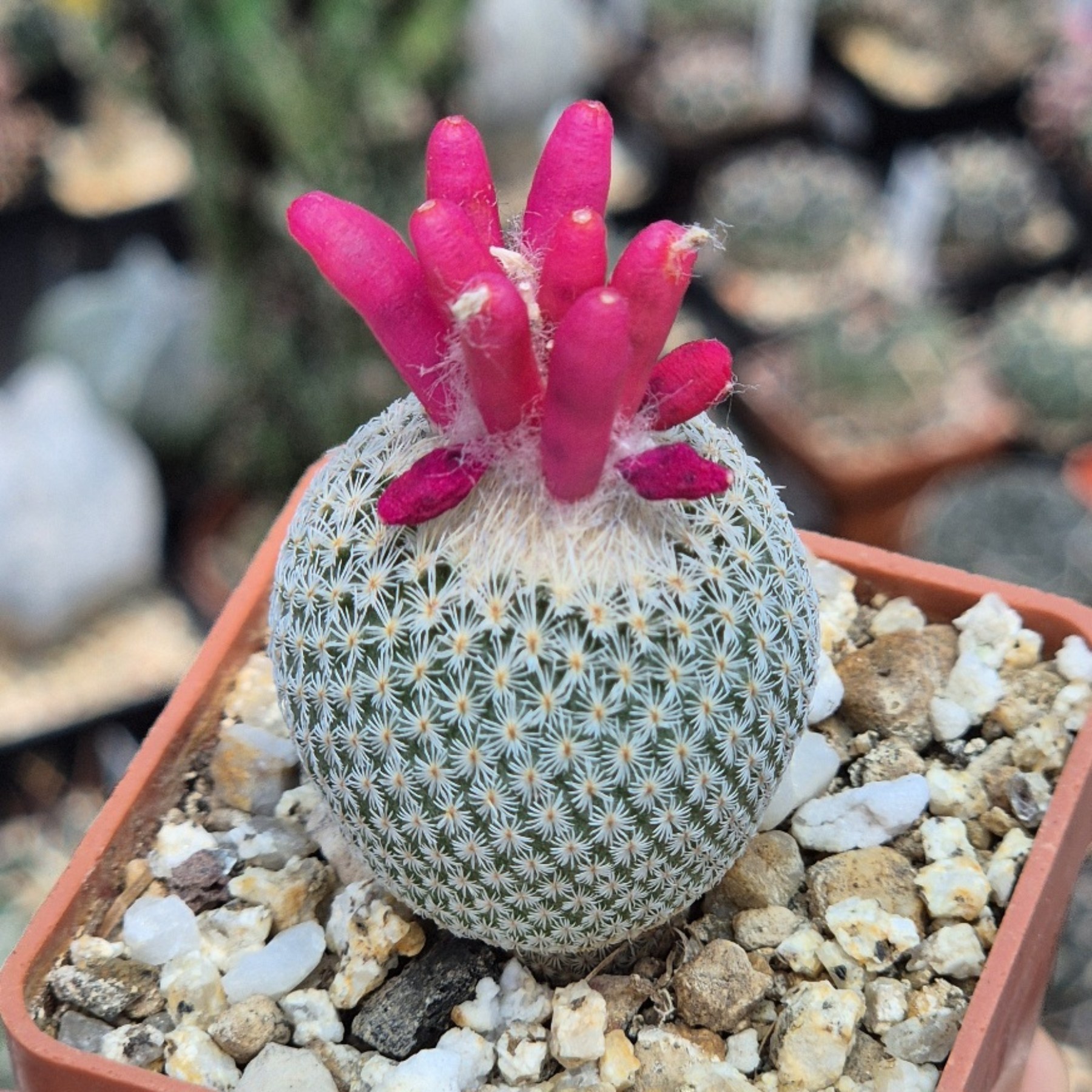 LOT1158 10 seeds/10 СЕМЕНА Epithelantha micromeris Lau 737 harvest 2026