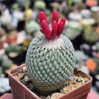 LOT1159 10 seeds/10 СЕМЕНА Epithelantha neomexicana harvest 2026