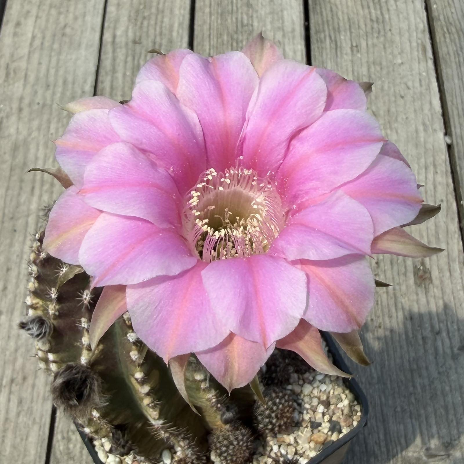 LOT1185 20 SEEDS/20 СЕМЕНА Echinopsis hybrid mix 2026 - Зображення 5