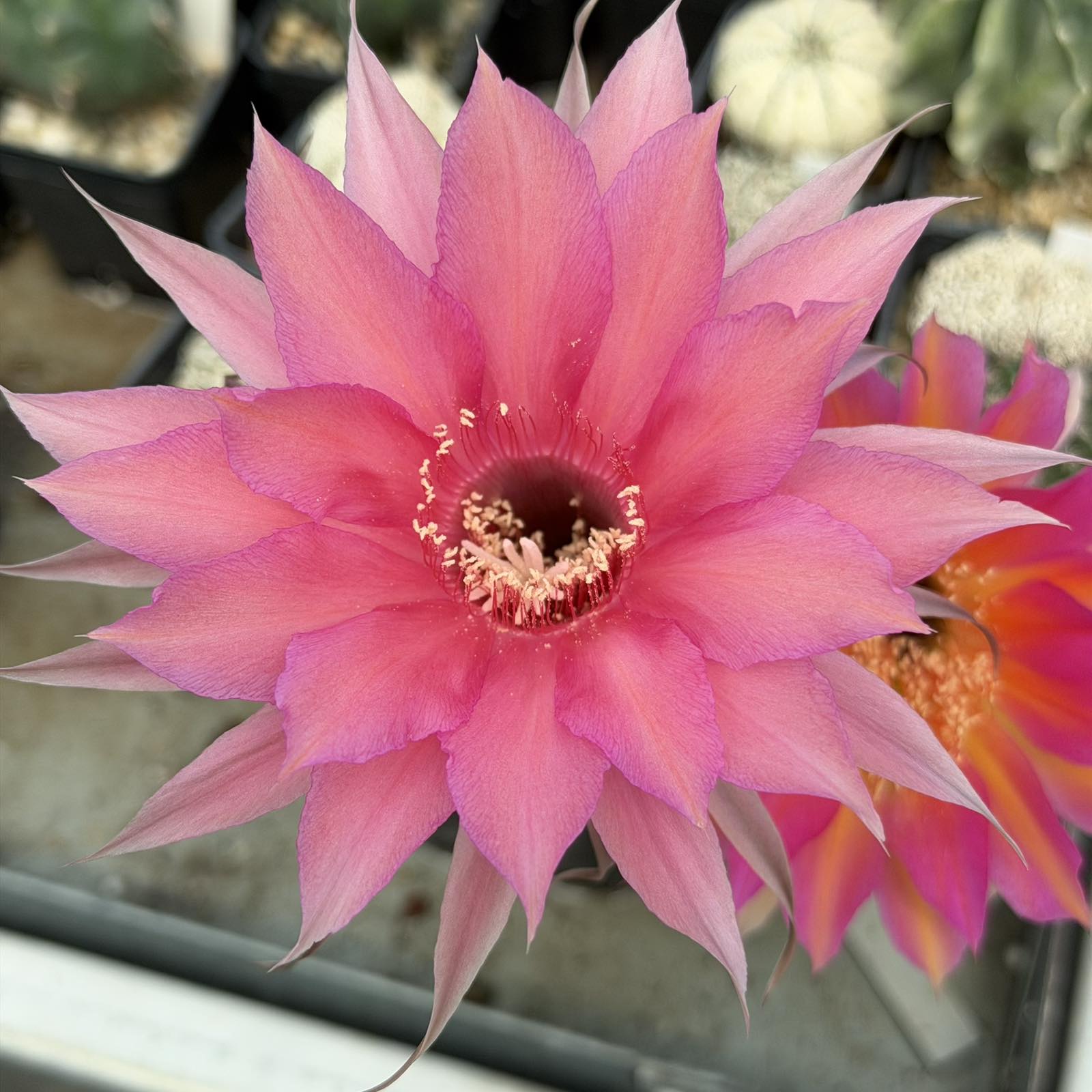 LOT1185 20 SEEDS/20 СЕМЕНА Echinopsis hybrid mix 2026 - Зображення 6