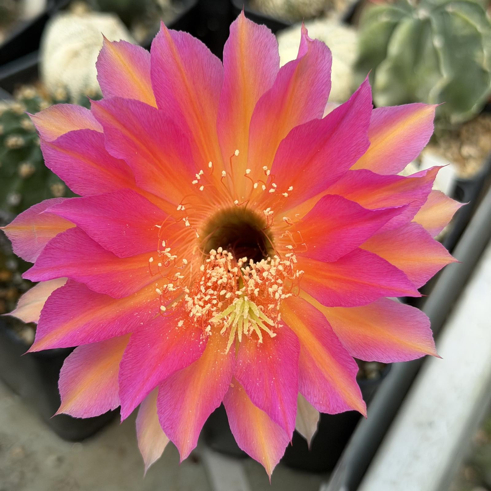 LOT1185 20 SEEDS/20 СЕМЕНА Echinopsis hybrid mix 2026 - Зображення 7