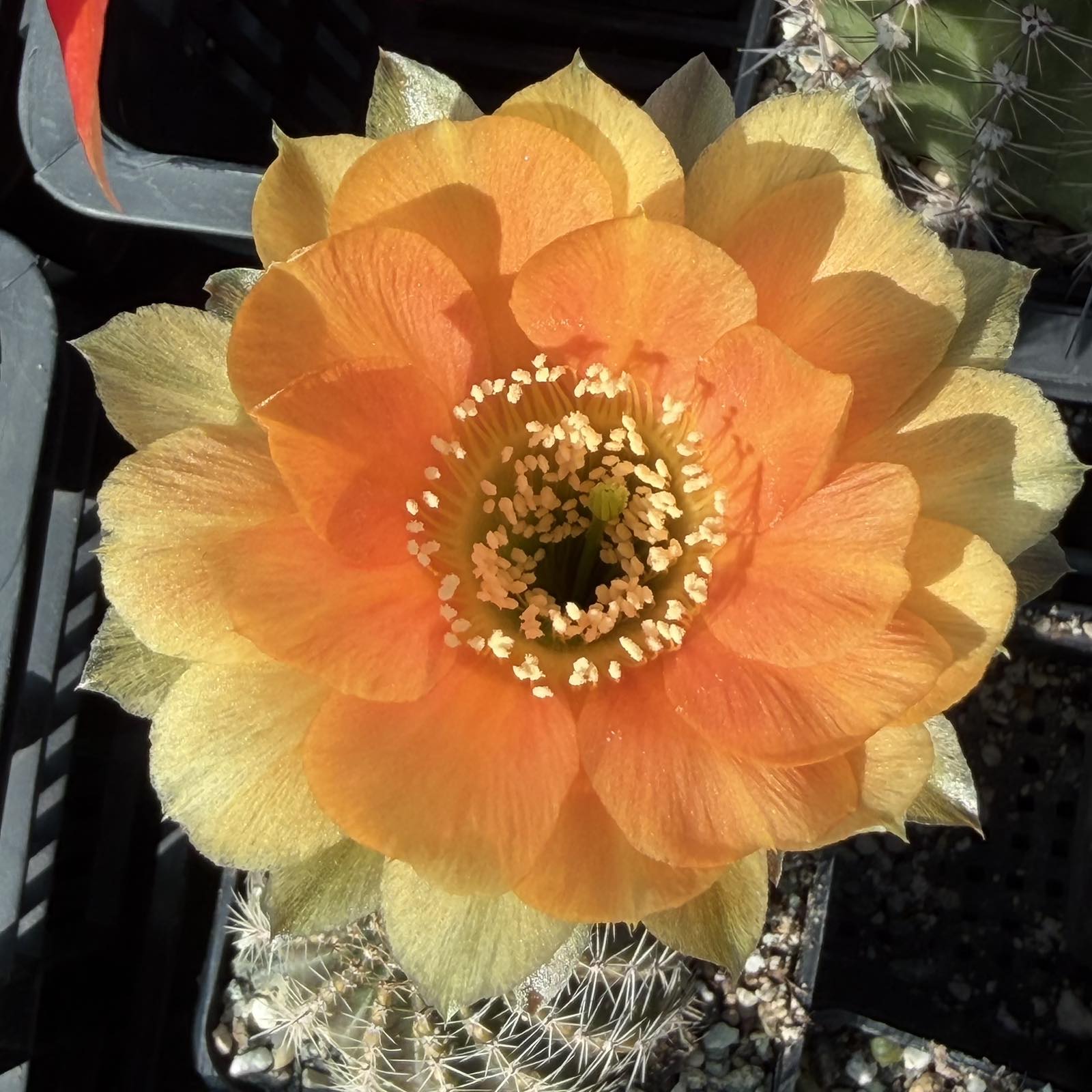 LOT1185 20 SEEDS/20 СЕМЕНА Echinopsis hybrid mix 2026 - Зображення 8