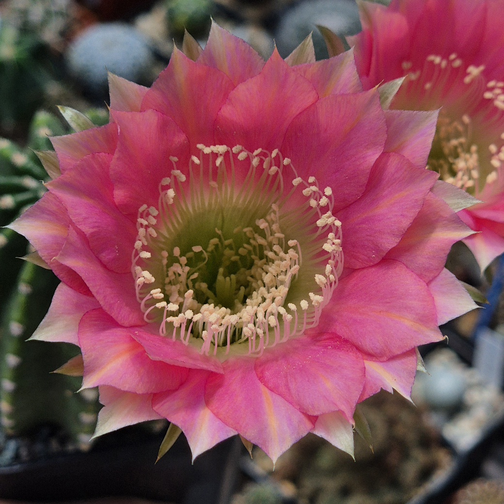 LOT1185 20 SEEDS/20 СЕМЕНА Echinopsis hybrid mix 2026 - Зображення 9