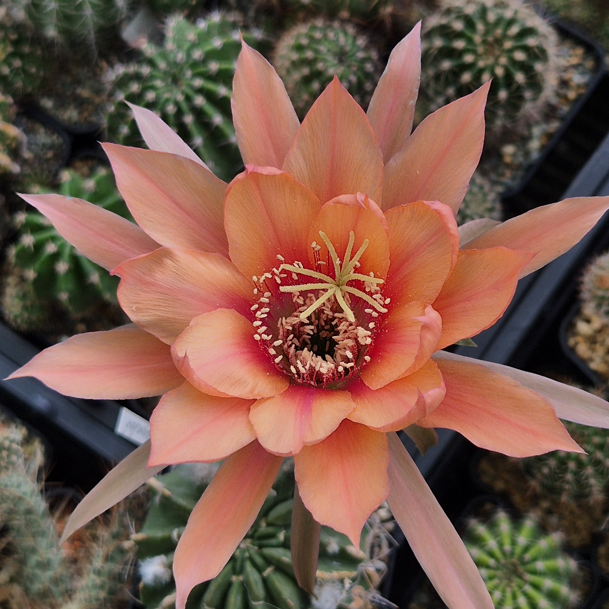 LOT1185 20 SEEDS/20 СЕМЕНА Echinopsis hybrid mix 2026 - Зображення 10