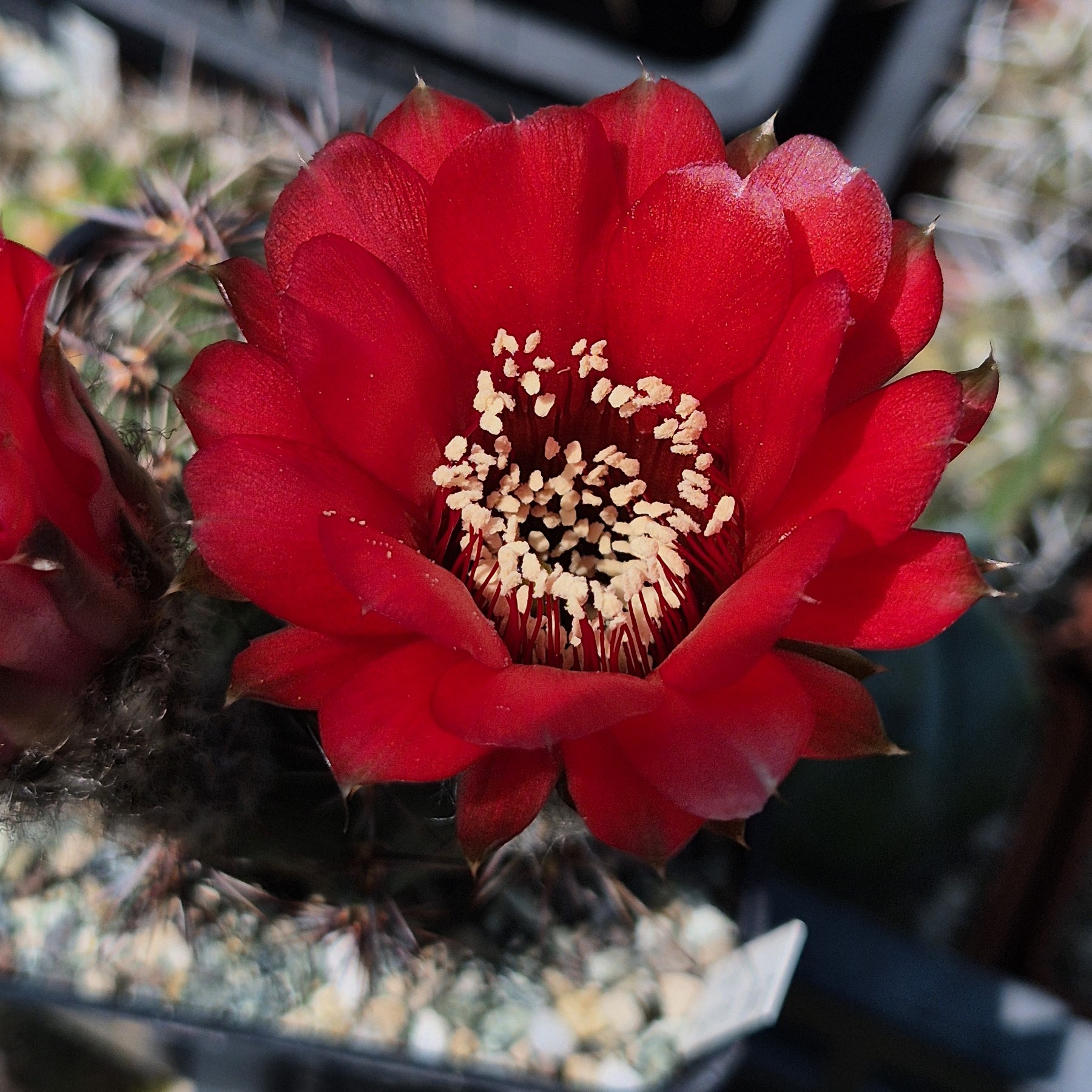 LOT1185 20 SEEDS/20 СЕМЕНА Echinopsis hybrid mix 2026 - Зображення 11
